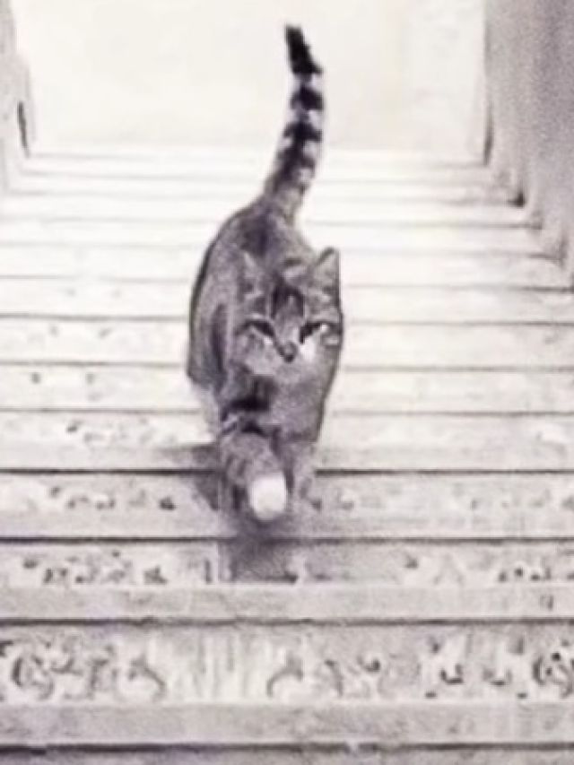 ऊपर या नीचे... कहां जाती नजर आ रही बिल्ली? जवाब बताएगा आपकी पर्सनैलिटी