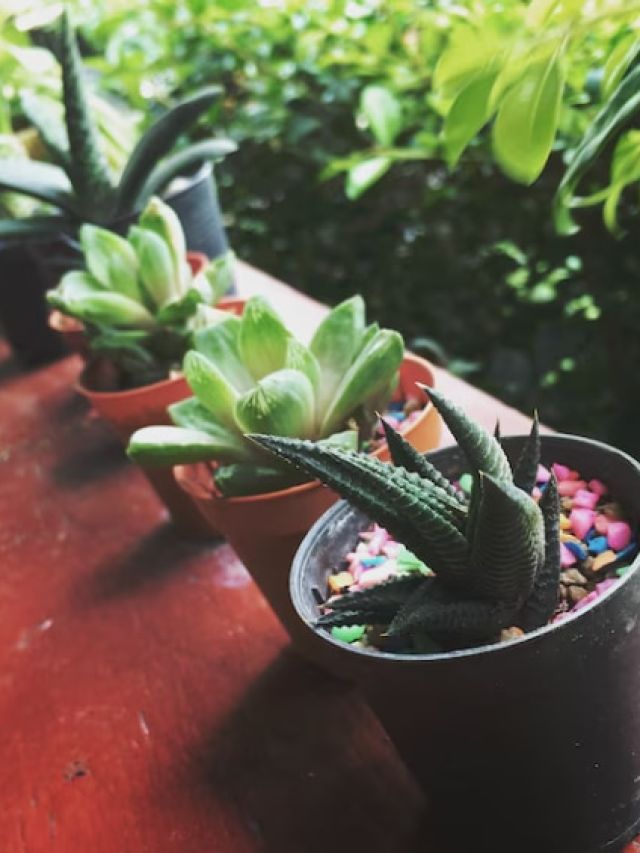 सर्दियों में झड़ रहे Indoor Plants के पत्ते? ऐसे करें Succulents की देखभाल