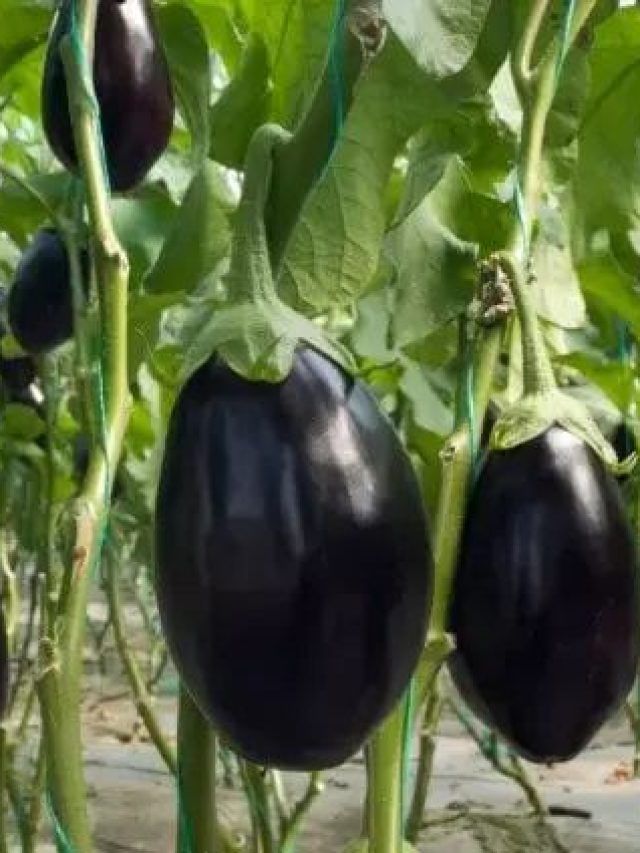 घर में आसानी से उगा सकते हैं बैंगन का पौधा, जानें तरीका
