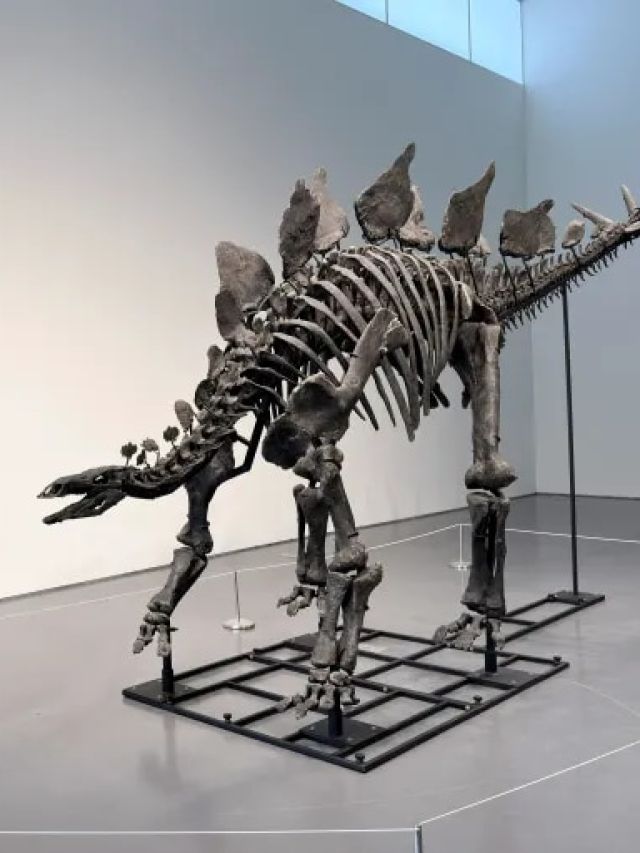 '$44.6 million Apex': Most expensive dinosaur fossil ever sold takes center stage in New York