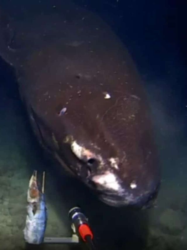 'Terrifying predator': 7-meter creature emerges from the abyss to attack a deep-sea camera. Watch!