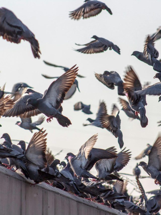 सबसे ज्यादा बीमारी फैलाता है ये पक्षी, आपके घर के आस-पास भी कई होंगे!