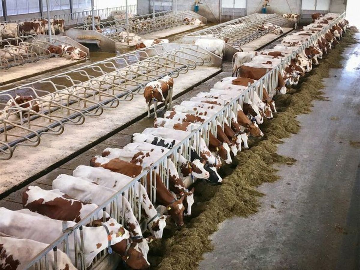 डेयरी फार्मिंग, बकरी या मुर्गी पालन, किसमें है अधिक कमाई? - Poultry dairy or goat farming which one is more profitable nyt