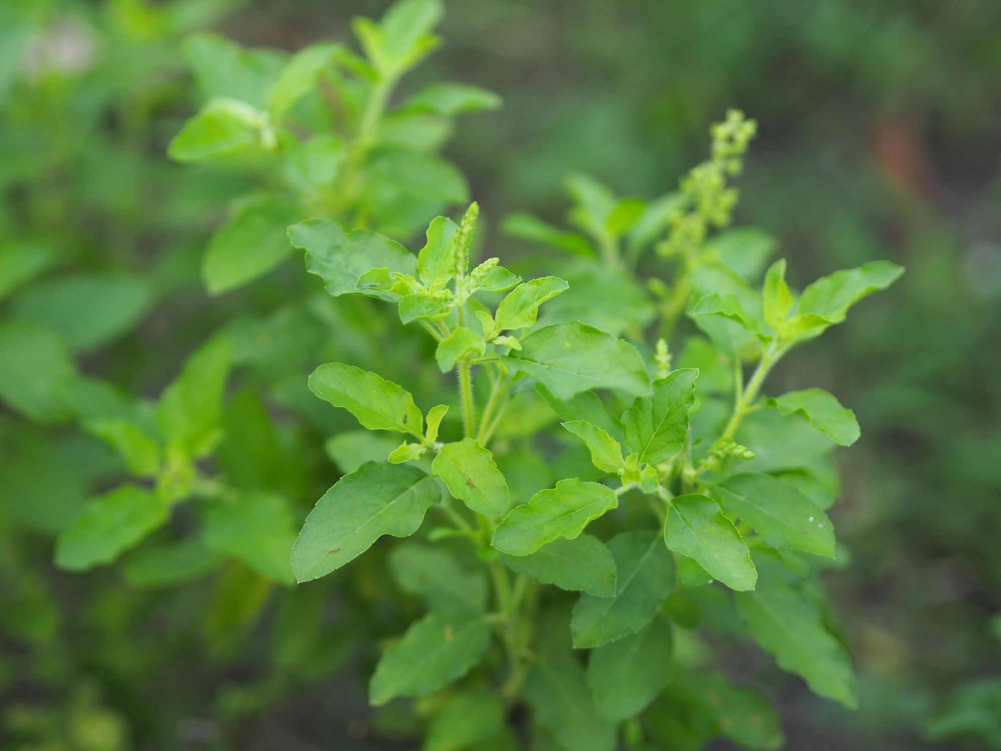 Qizlar kamming fotosuratlari