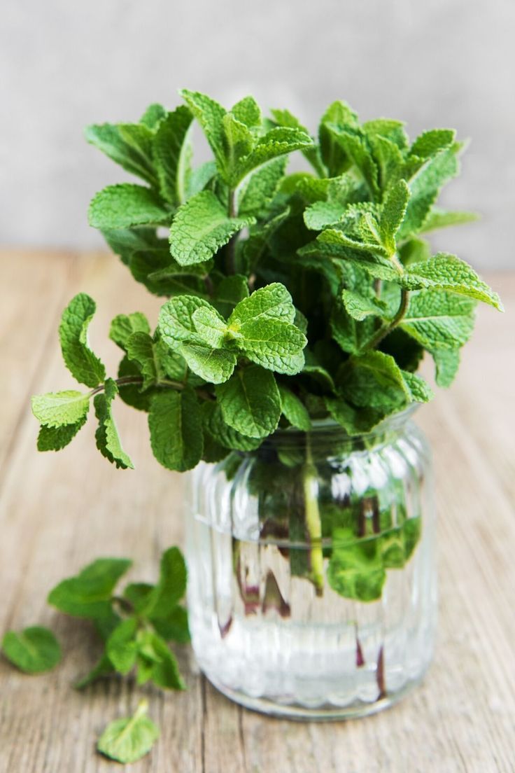 How to Store Fresh Mint And Make Your Fresh Herbs Last LongerITG 1736260142969