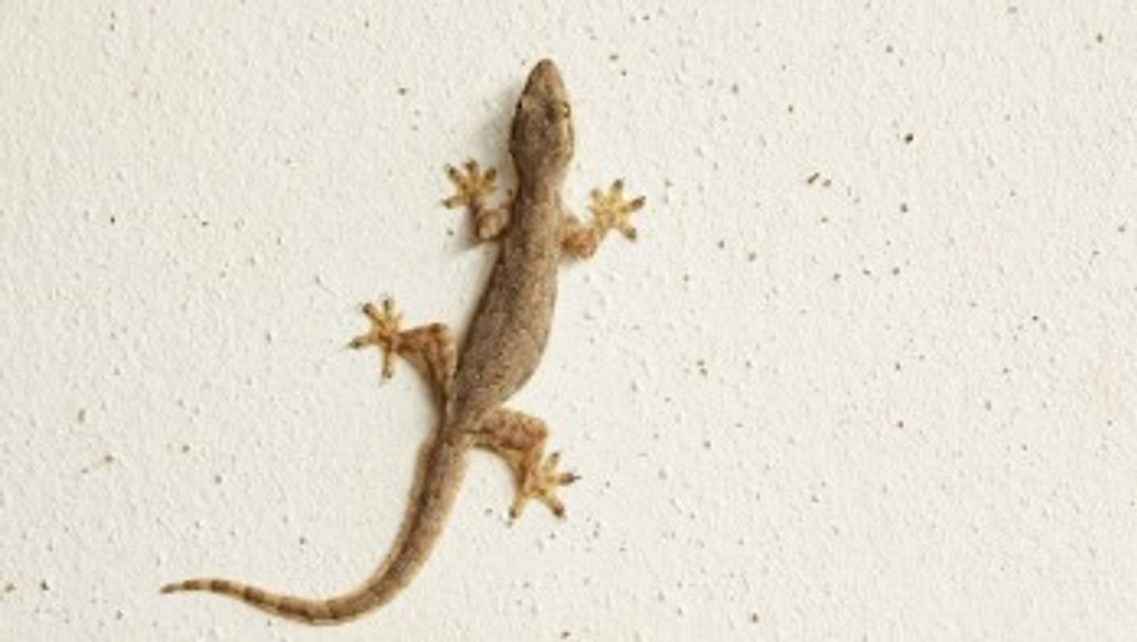 Dinara Qyriqboeva Qozogistonda yalangoch suratlari Gomoseksual porno