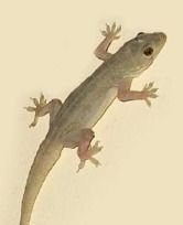 Mushuk suratidagi ona