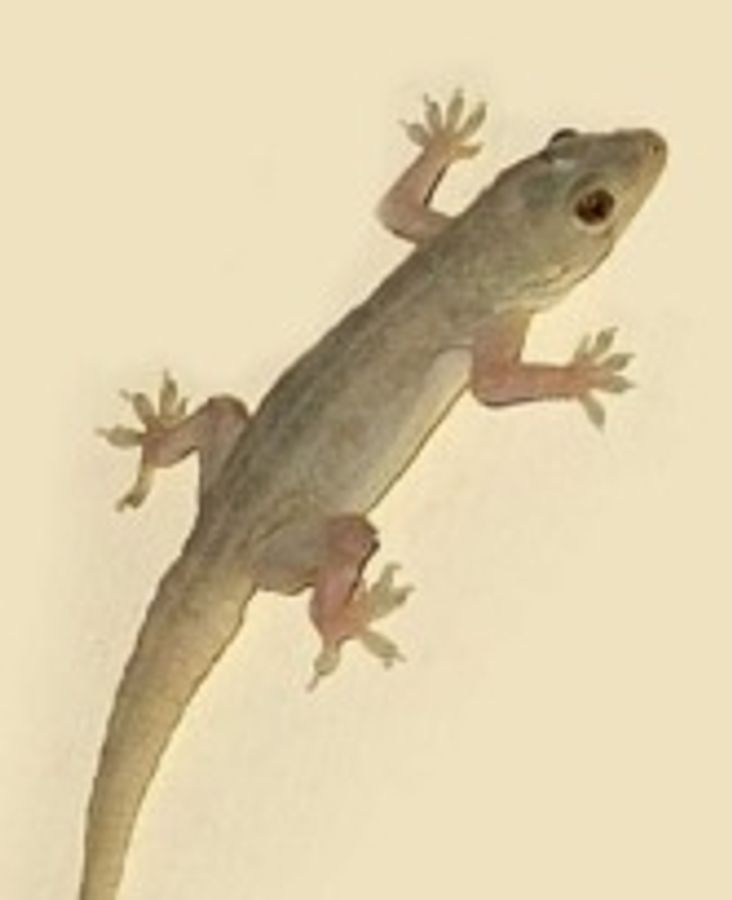 Onlayn televizorda porno tomosha qiling Mushuk suratidagi ona