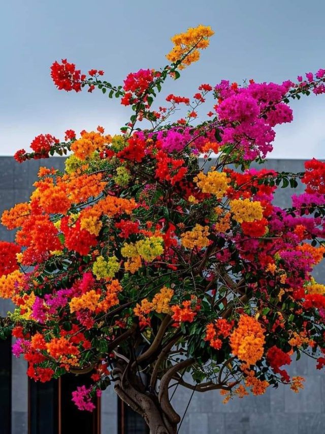 বোগেনভিলিয়ার নাম 'বাগানবিলাস' রাখেন এই বাঙালি, আপনি জানেন?