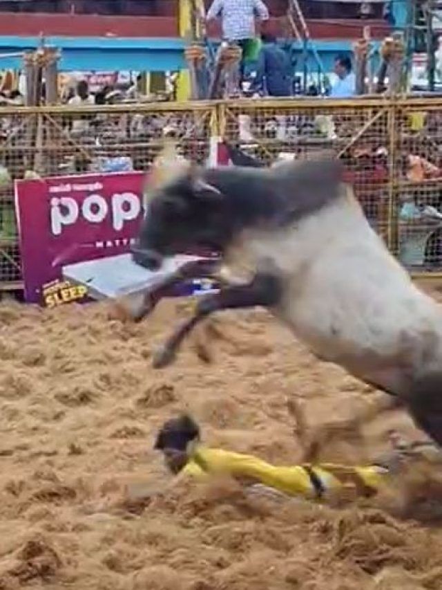 मौत को छूकर टक से वापस आने का रोमांच, शुरू हुआ जल्लीकट्टू, देखें वीडियो