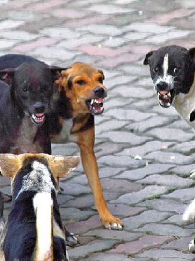 Ruscha katta eshak doggy uslubi holda külot foto Ruscha katta eshak doggy uslubi holda külot foto