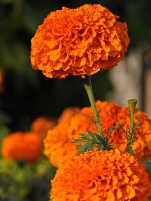 सर्दियों में सूखने लगा गेंदा? डालें ये जादुई पानी, फूलों से लद जाएगा पौधा