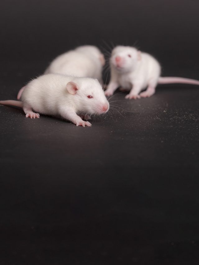 ‘First mammal with two dads’: Researchers crack the genetic code for male-only reproduction