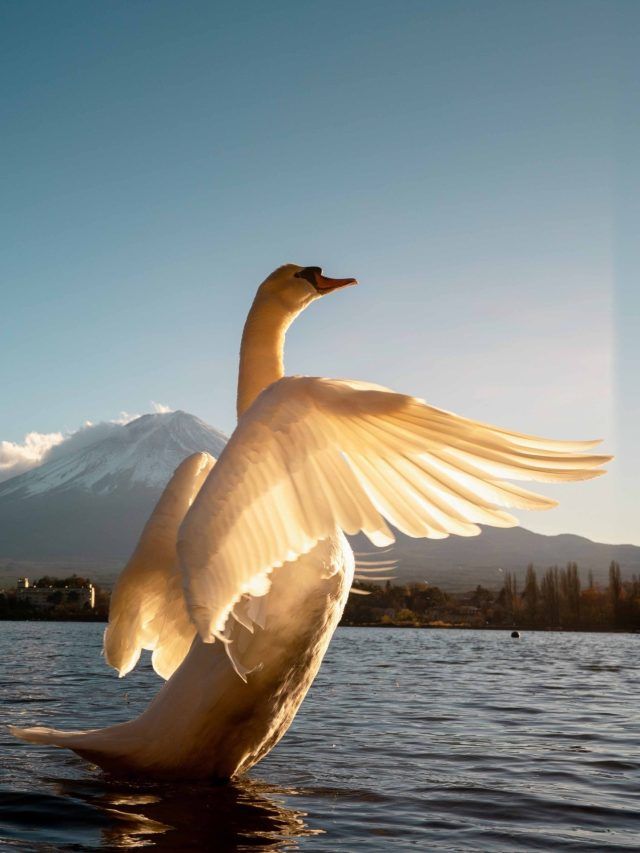 बेहद शुभ है सपने में इस सफेद पक्षी का दिखना, हो जाओगे मालामाल