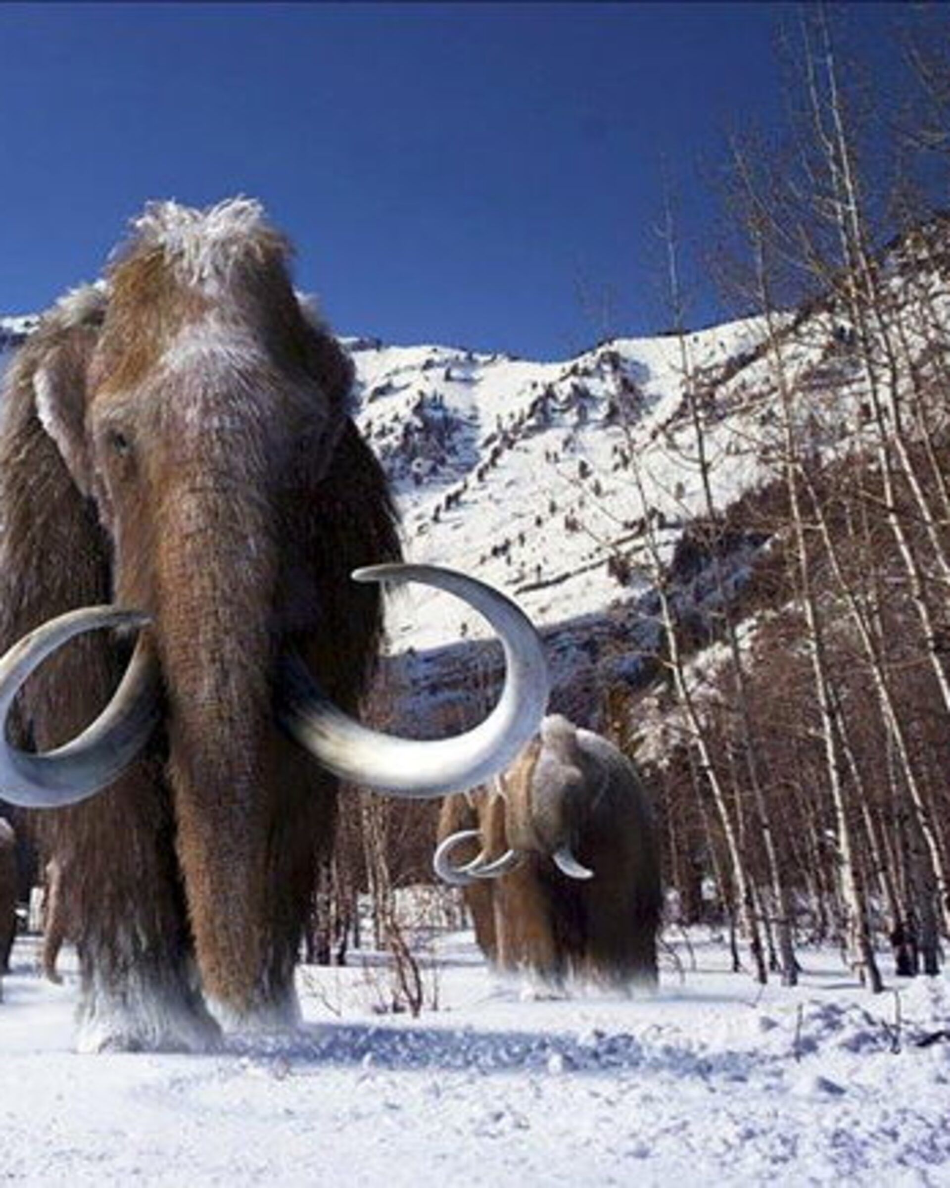 mammothITG 1737350289807