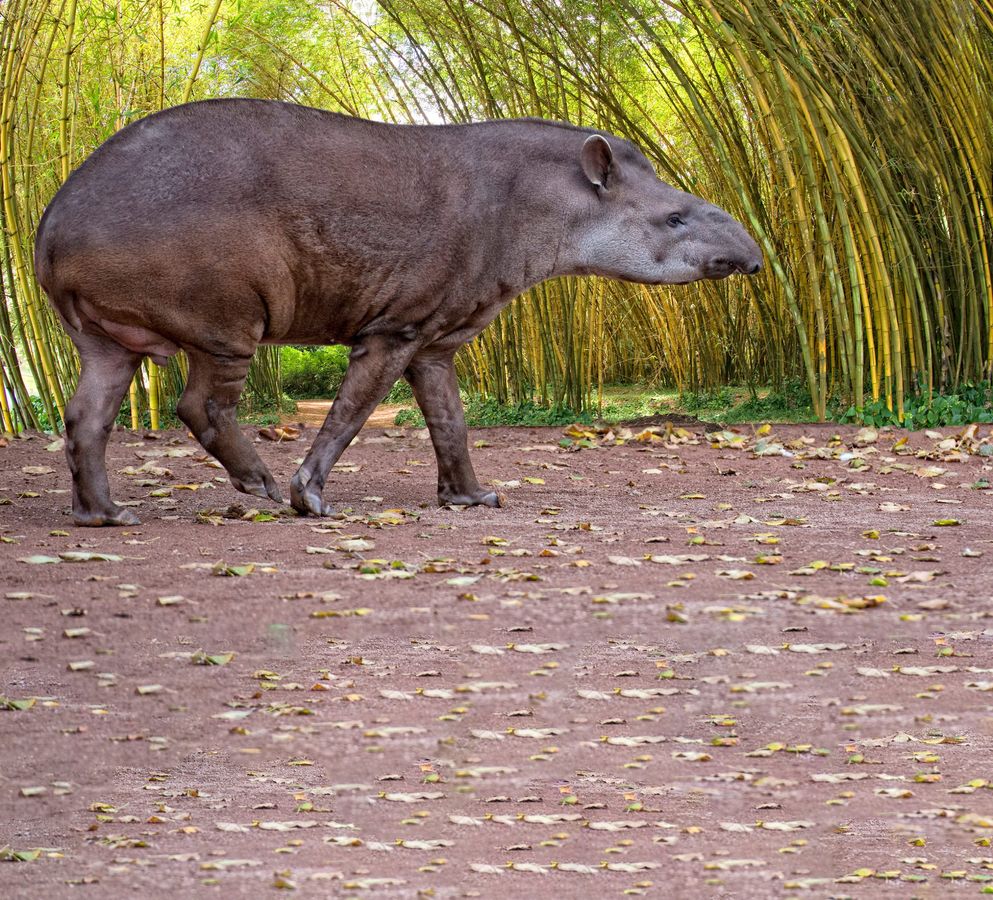 'Missing since 100 years': A ‘vanished’ species just walked out of extinction! 2 Missing since 100 years': A 'vanished' species just walked out of extinction !