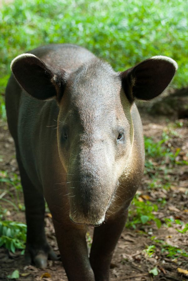 'Missing since 100 years': A ‘vanished’ species just walked out of extinction! 8 Missing since 100 years': A 'vanished' species just walked out of extinction !