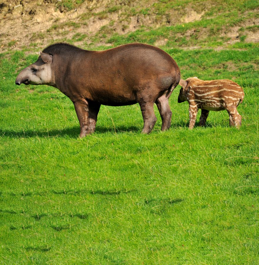 'Missing since 100 years': A ‘vanished’ species just walked out of extinction! 7 Missing since 100 years': A 'vanished' species just walked out of extinction !