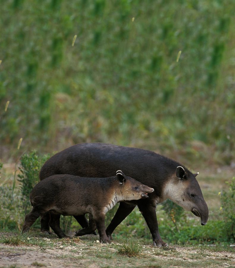 'Missing since 100 years': A ‘vanished’ species just walked out of extinction! 5 Missing since 100 years': A 'vanished' species just walked out of extinction !
