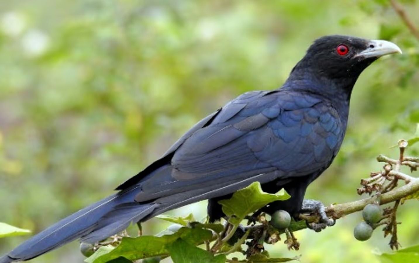 Paypoq kiyimidagi kaltaklar Qattiq kattalar suratlari