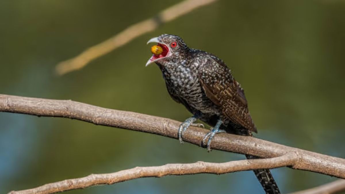 Muz TV boshlovchisining yalangoch suratlari