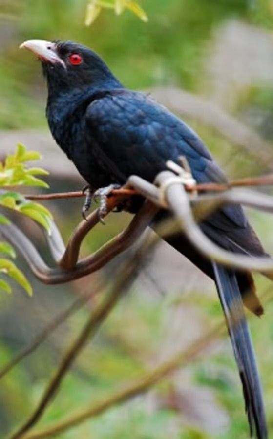 Tabiatshunoslar porno rasmlar Ular uysiz odamni emizishga majbur qilishdi