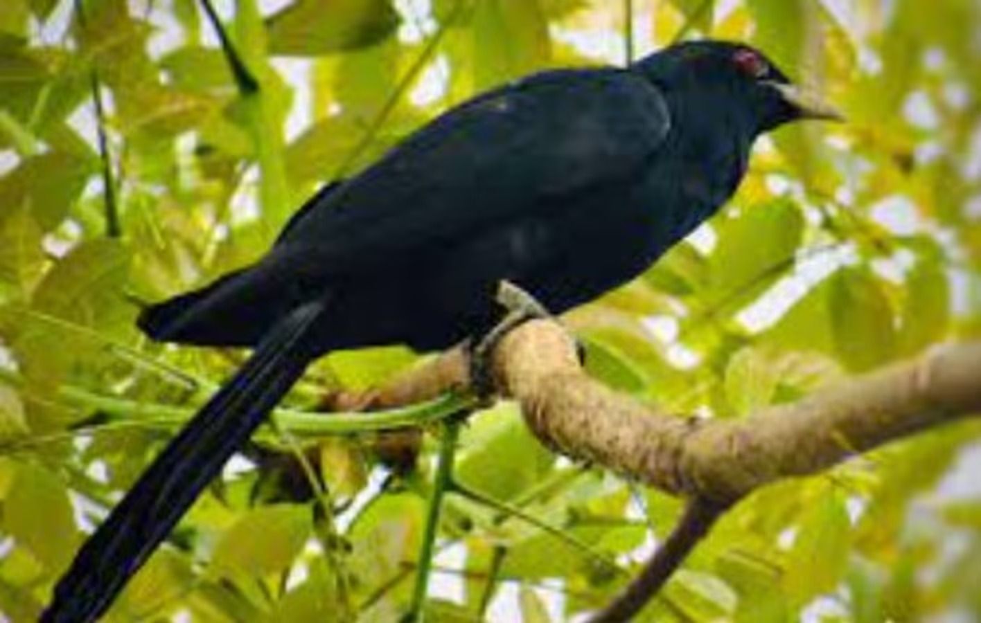 Sariq divanda jinsiy aloqa onlayn