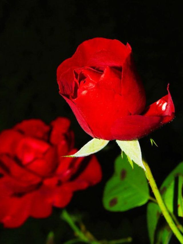 वैलेंटाइन डे पर शायरी से करें प्यार का इजहार... दिल छू लेंगे ये चुनिंदा शेर