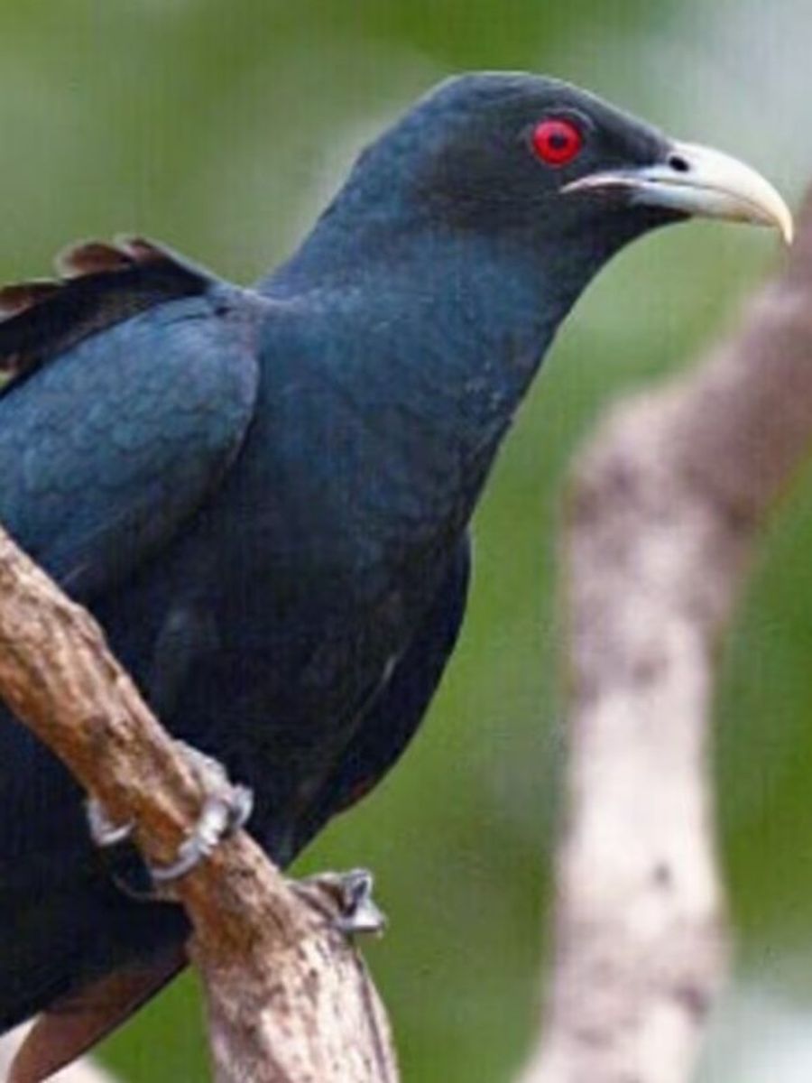 Ozini eshak porno bor Katta siklarni korsatish