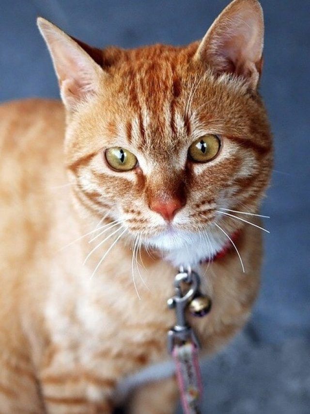 বাড়িতে বিড়াল বাচ্চা দেওয়া অমঙ্গল? জানুন