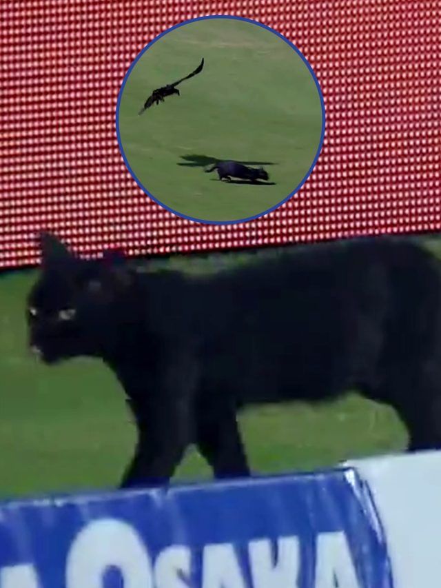LIVE क्रिकेट मुकाबले में घुसा ये जानवर, पाकिस्तानी खिलाड़ी रह गए हैरान, VIDEO