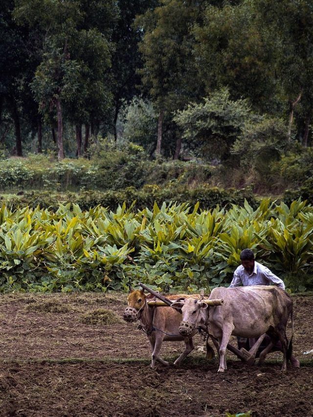PM Kisan Nidhi: आने वाली है PM किसान की 19वीं किस्त, लाभार्थी सूची में ऐसे चेक करें अपना नाम