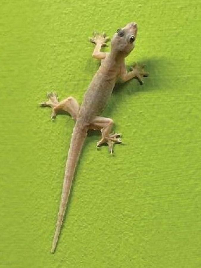 Erotik xayrli tong qiz Telefon operatori porno film