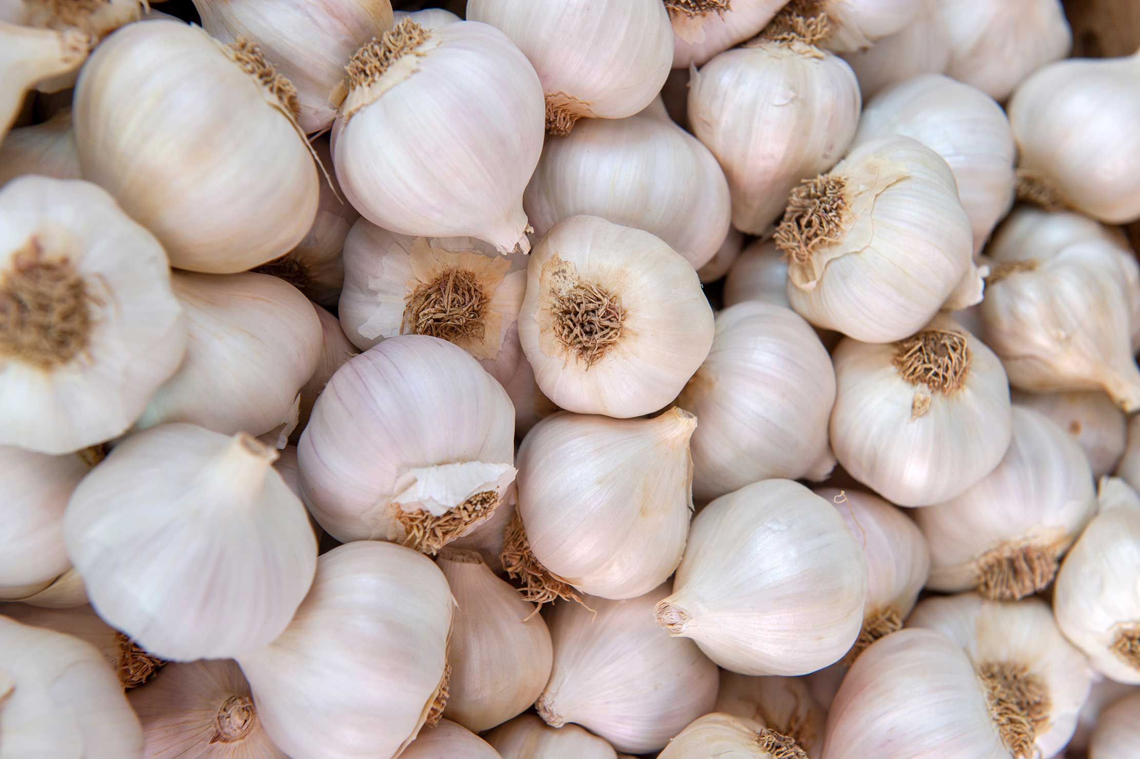 GarlicITG 1742969885653