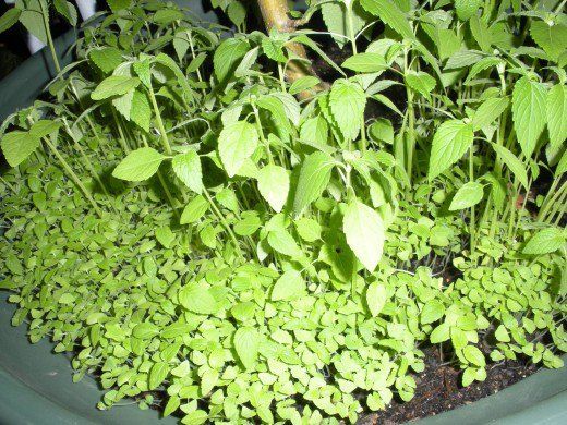 ,        - How  to grow chia seeds at home and care tips ahlbs