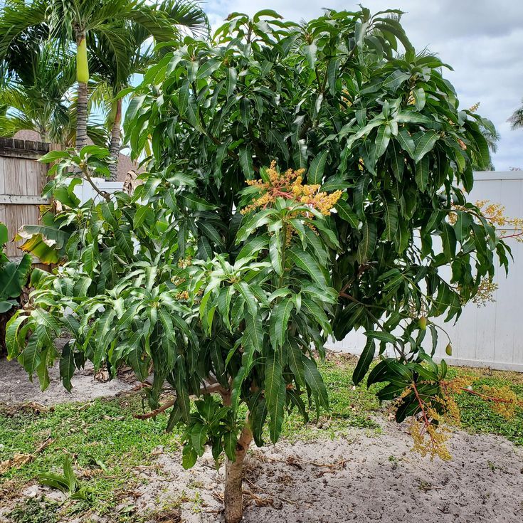 Nam doc Mango tree blooming diy gardening garden homeITG 1741096324285