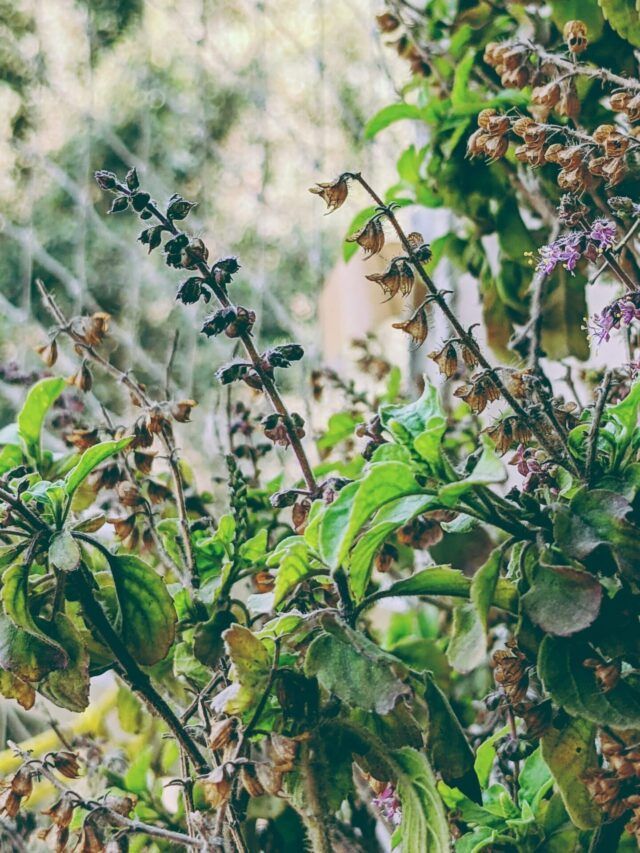 Prevent Your Tulsi Plant from Drying Up Agriculture ReviewITG 1741094983245