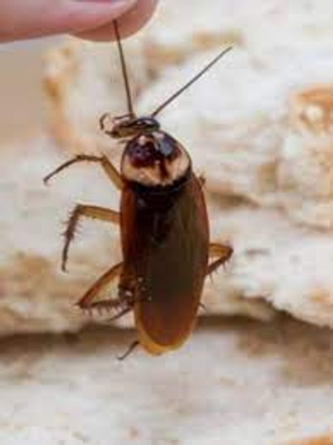 Rus tinimsiz porno bepul Tangalarda etuklar porno videolar