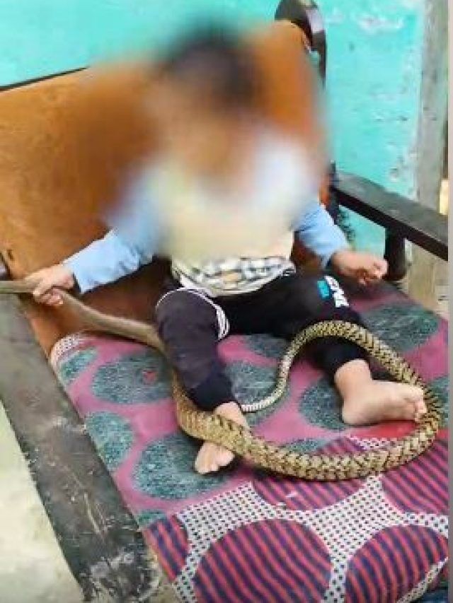रील बनाने के चक्कर में बच्चे को पकड़ा दिया सांप, वीडियो देख भड़के लोग