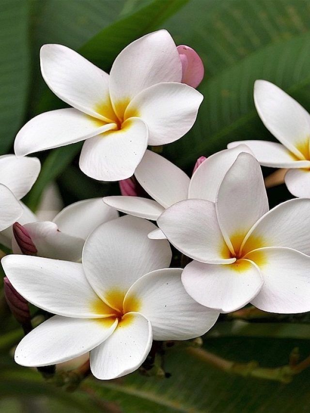 गमले में जरूर लगाएं फूलों वाले ये पौधे, खुशबू से महक उठेगा घर