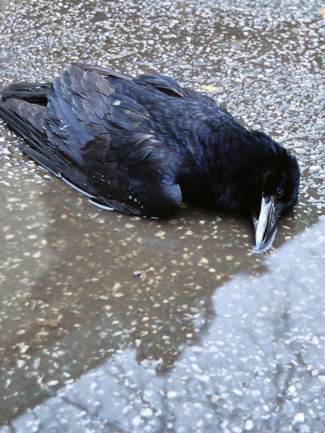 বাড়ির ছাদে মরা কাক, কীসের ইঙ্গিত? জানলে গায়ে কাঁটা দেবে