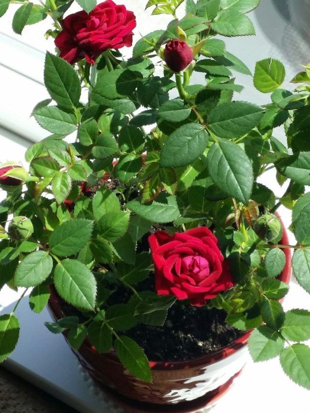 बारिश में खराब न हो जाए गुलाब का पौधा, फॉलो करें ये टिप्स