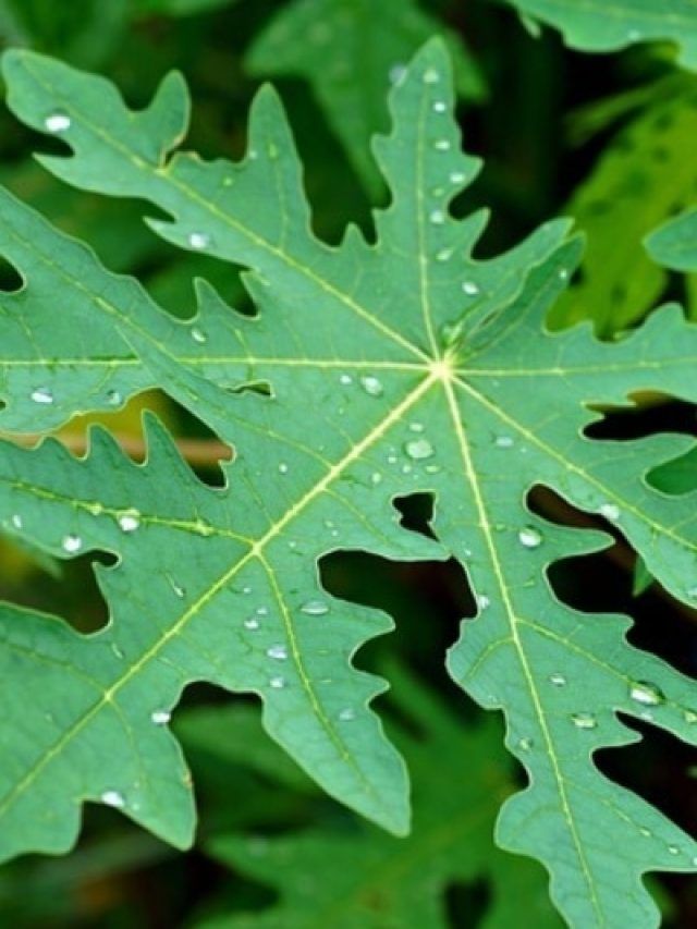 शरीर को बीमारियों से दूर रखती हैं इस फल की हरी पत्तियां, डॉक्टर्स ने गिनाए लाभ