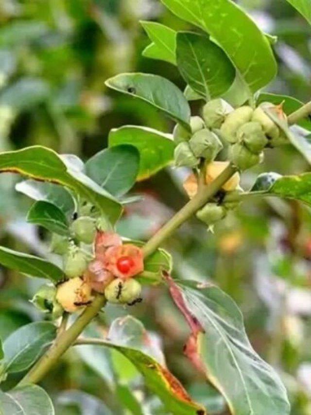 खोखली हड्डियों को ठोस बना सकते हैं ये 'फूल', शुगर के मरीजों के लिए भी वरदान!