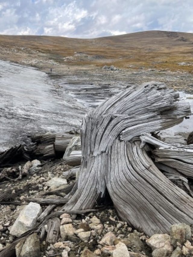 'Shocker under ice': 6,000-year-old trees found where no forest should exist