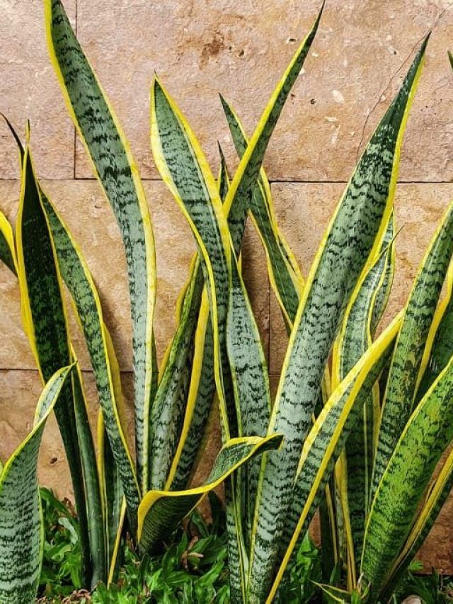 स्नेक प्लांट में डाल दें बस ये एक चीज, तेज होगी ग्रोथ