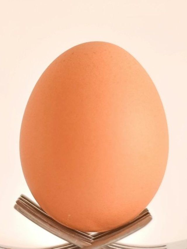 45 हजार में बिका ये अंडा! क्वालिटी जान आप भी कहेंगे- ये तो कभी गौर नहीं किया
