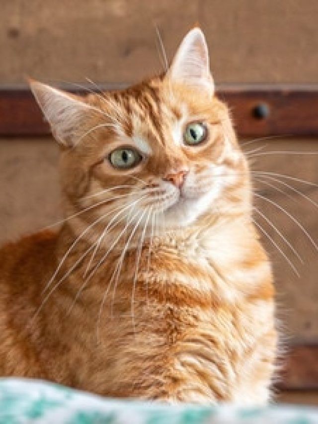 বিড়ালের কান্না কী অলক্ষুণে? জানুন জ্যোতিষ কী বলছে