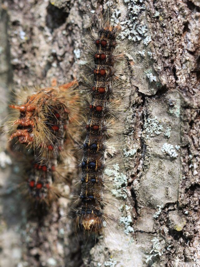 'Forest apocalypse': A tiny fungus may be the only thing stopping total collapse on Earth