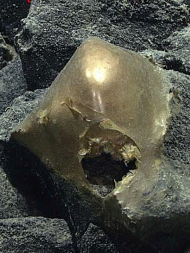 Golden egg or Alien relic? Bizarre orb found 2 miles underwater has world baffled